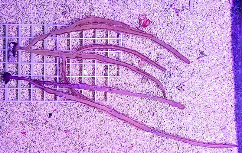 Pterogorgia anceps (Purple ribbon gorgonian)