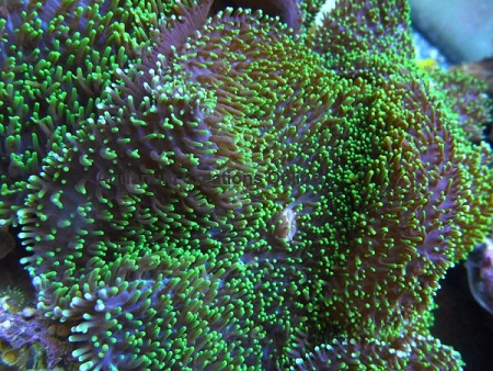Rhodactis indosinensis (Neon Green Hairy Mushroom)