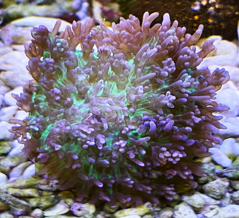 Rhodactis indosinensis (Neon Green / Purple Hairy Mushroom)