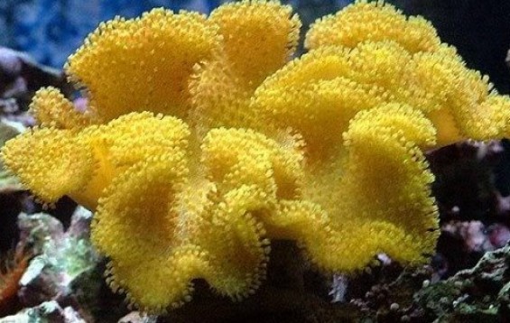 Sarcophyton Yellow (Tonga/Fiji)