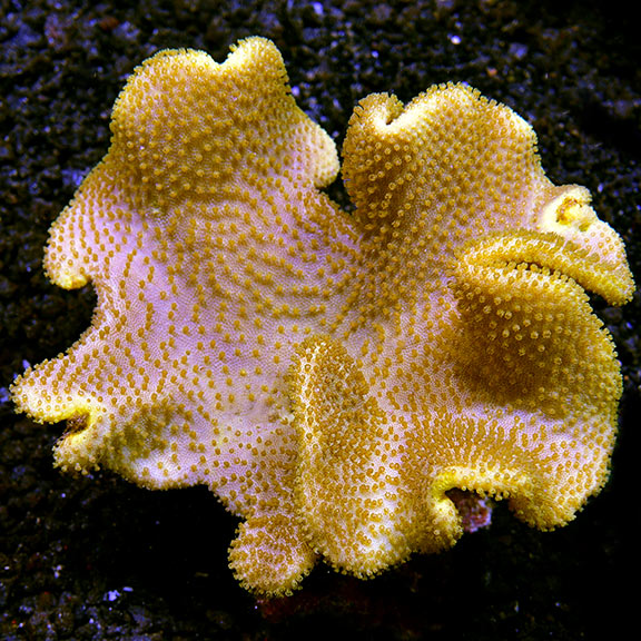 Sarcophyton Yellow (Tonga/Fiji)