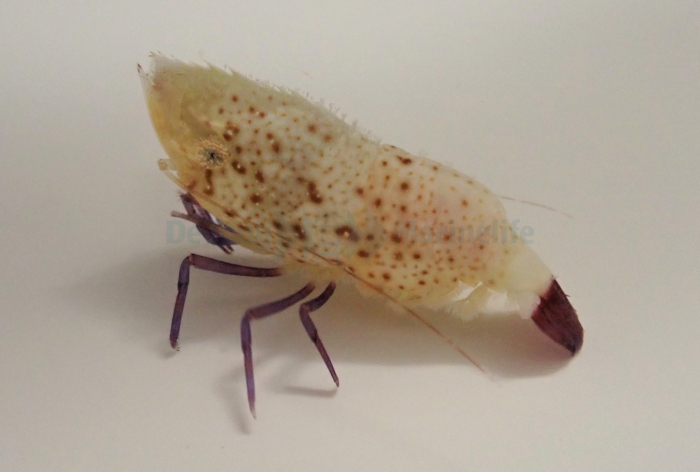 Saron Rectirostris (Purple Leg Shrimp)