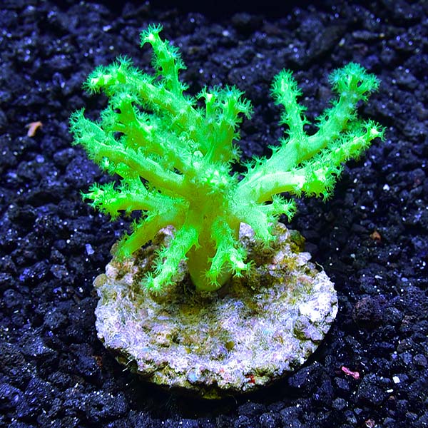 Sinularia Asterolobata (Vingerleder Koraal) Ultra Green