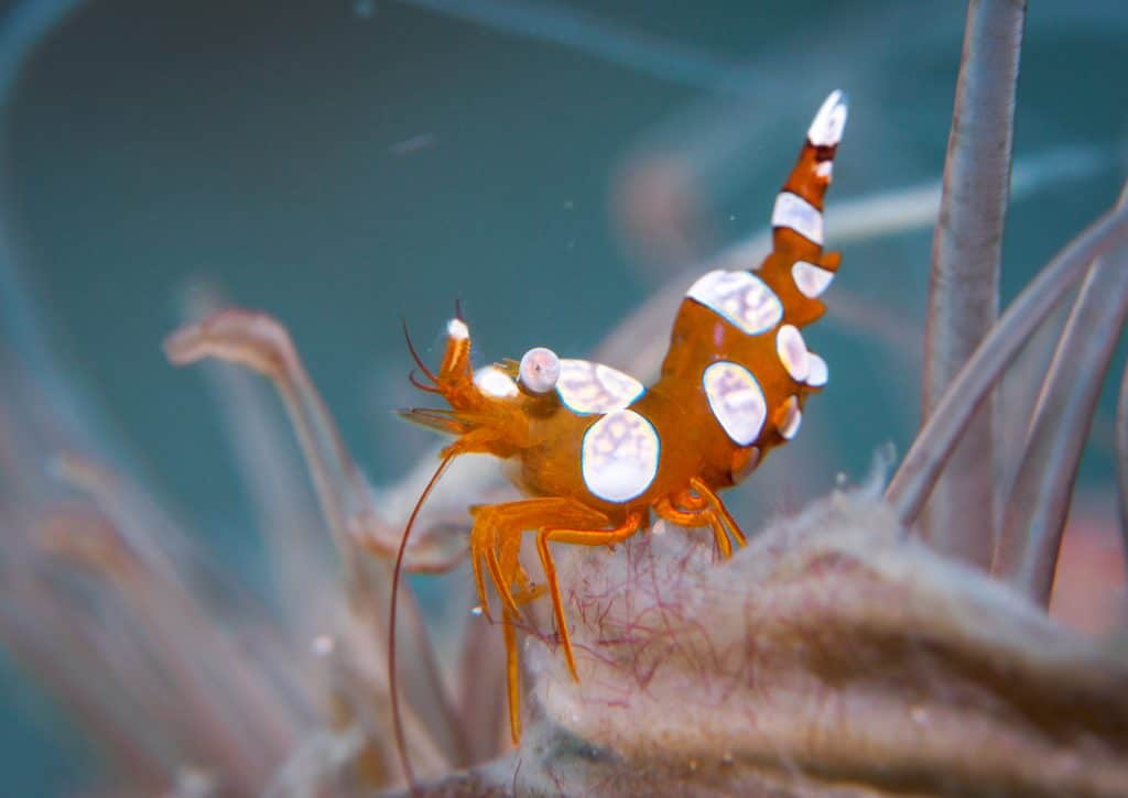 Thor Amboinensis (Sexy Shrimp)