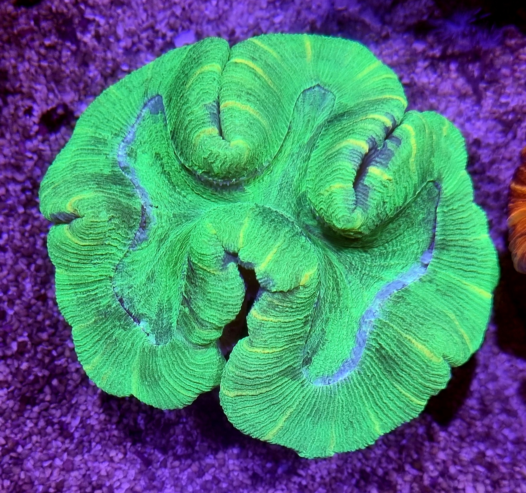 Trachyphyllia Ultra Green