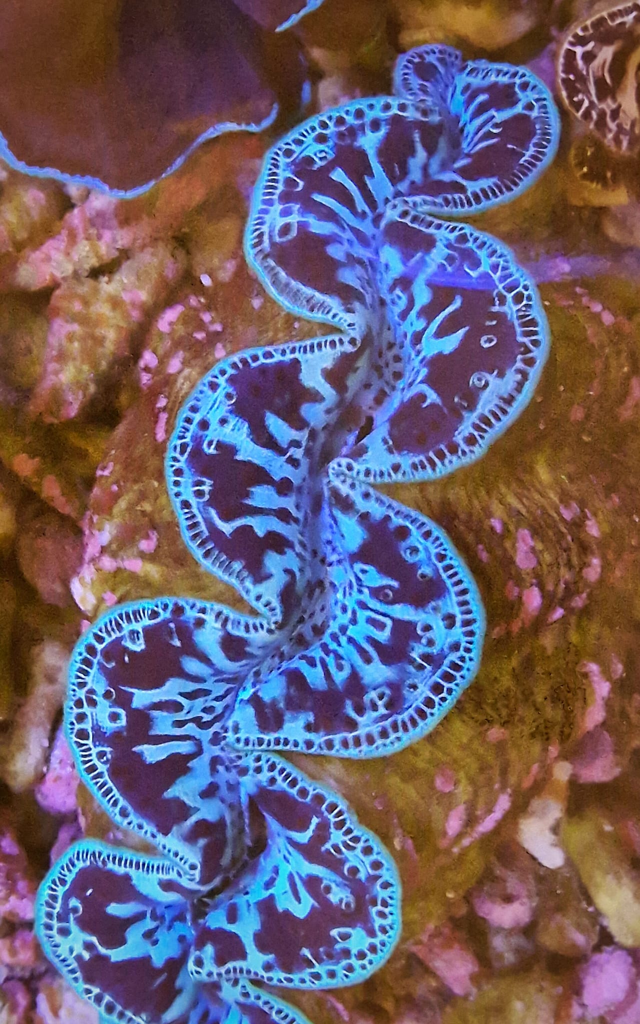Tridacna Maxima - Ultra Blue
