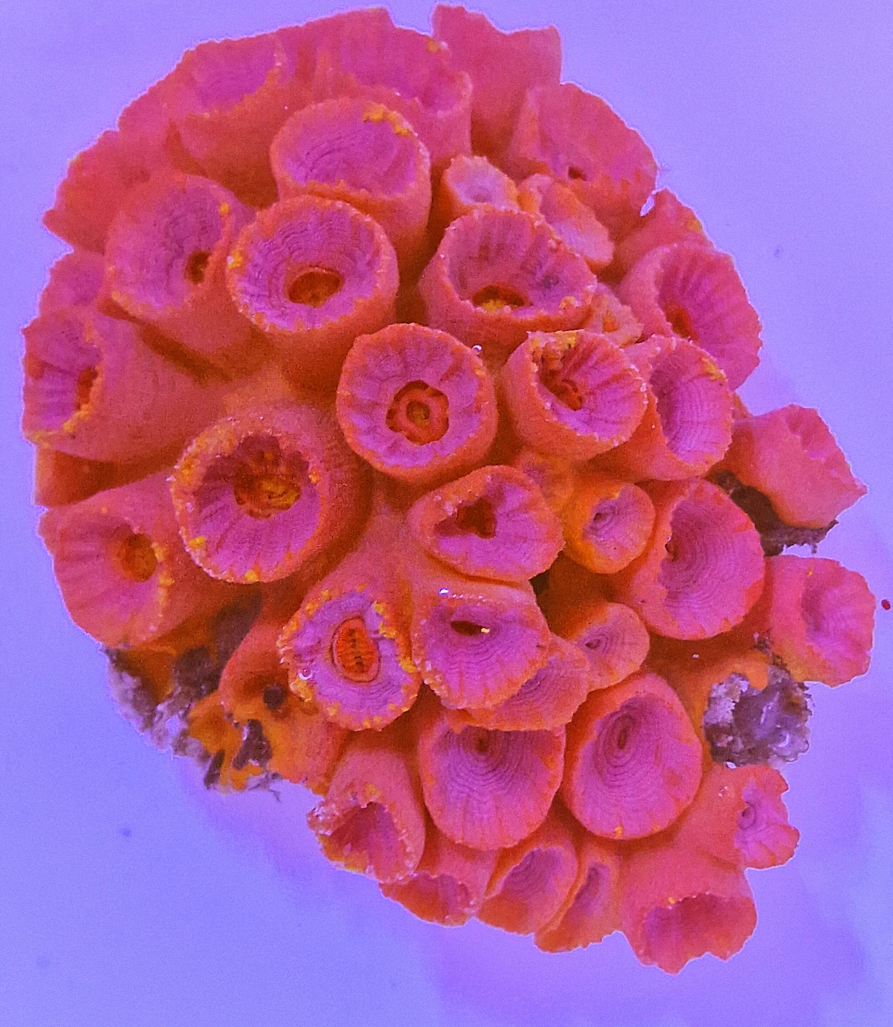 Tubastrea Orange (Aardbeikoraal)