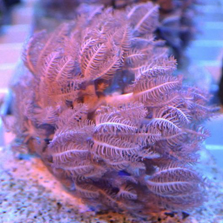 Soft Coral Pack