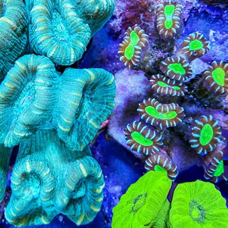 achterstalligheid in het geheim Uitsteken Levende have voor aquariums, zeeaquariums & aquaria