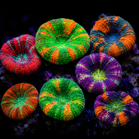 Scolymia