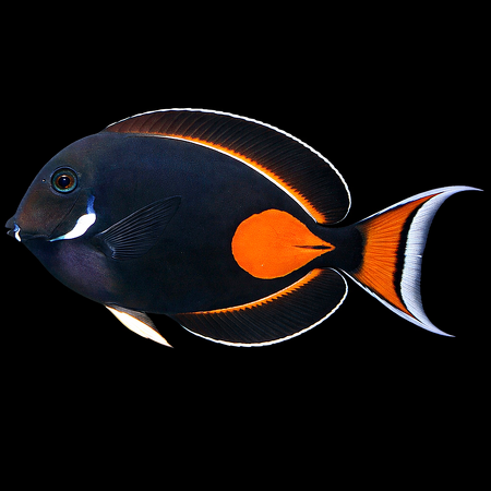 Acanthurus achilles (Achilles Doktersvis) XL