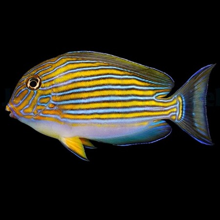 Acanthurus lineatus L