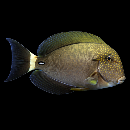 Acanthurus maculiceps (Witkopdoktersvis) L