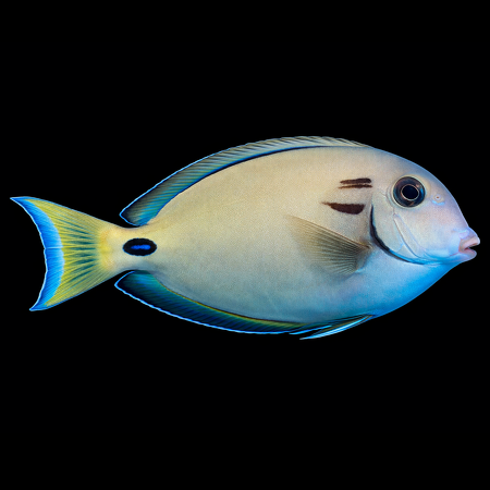 Acanthurus tennentii (Dubbelband Doktersvis) M