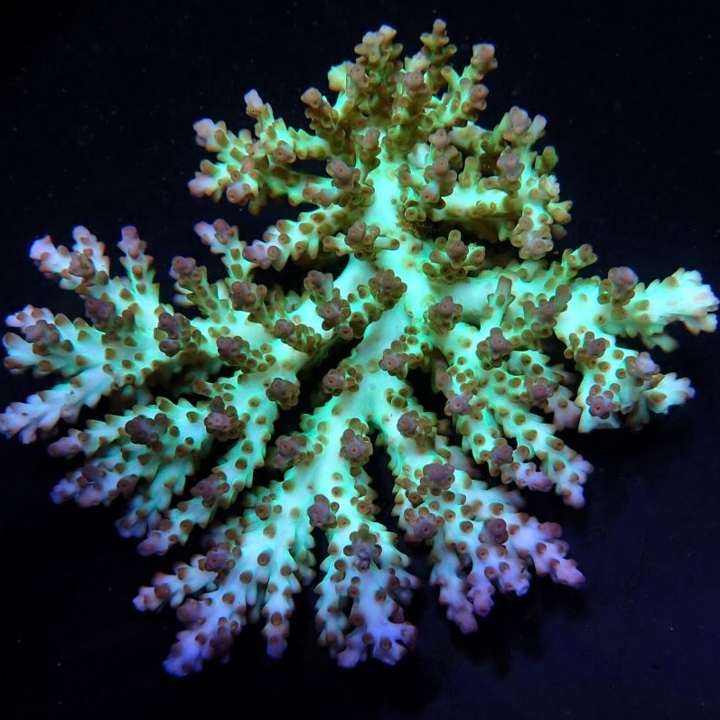 Acropora Desalwii XL (Ong. 10-12 cm)