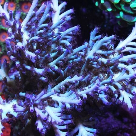 Acropora Echinata IceFire XXL (Ong. 11-12 cm)