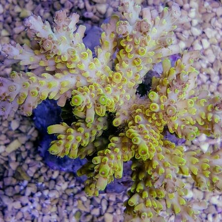 Acropora Latistella XL (Ong. 10+ cm)