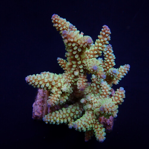 Acropora Nasuta XL (Ong. 10-12 cm)