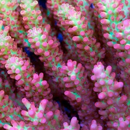 Acropora Strawberry Shortcake L (Ong. 8-9 cm)