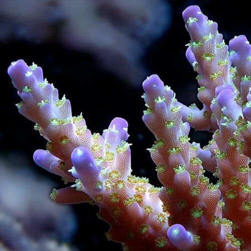 Acropora Valida XL (Ong. 10-11 cm)