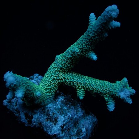 Acropora abrolhosensis L (Ong. 8-9 cm)