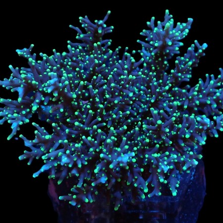 Acropora carduus M (Ong. 6-7 cm)