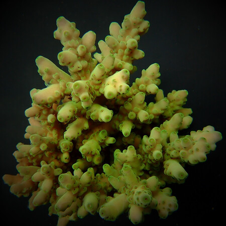 Acropora loripes M (Ong. 6-7 cm)