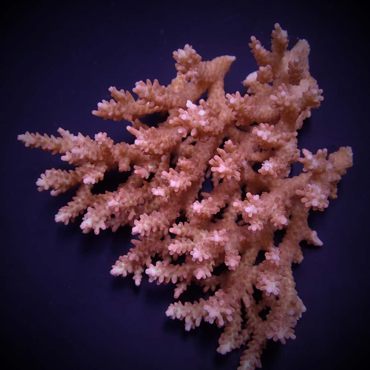 Acropora microclados L (Ong. 8-9 cm)