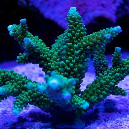 Acropora yongei L (Ong. 8-9 cm)