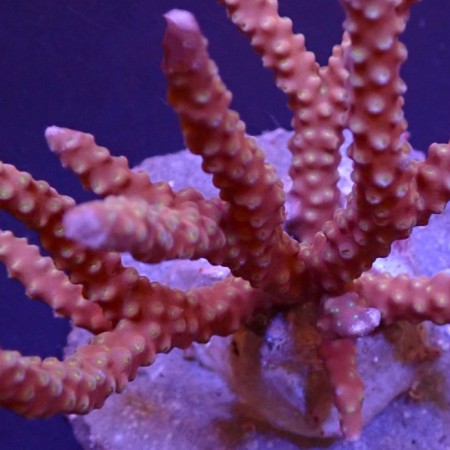 Anacropora Rood/Roze S (Ong. 4-5 cm)