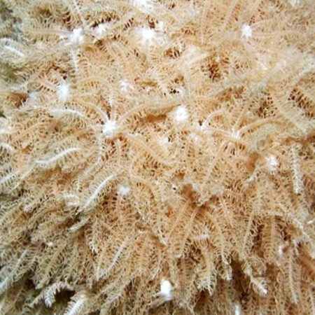 Anthelia Glauca XXL (21-30 poliepen)