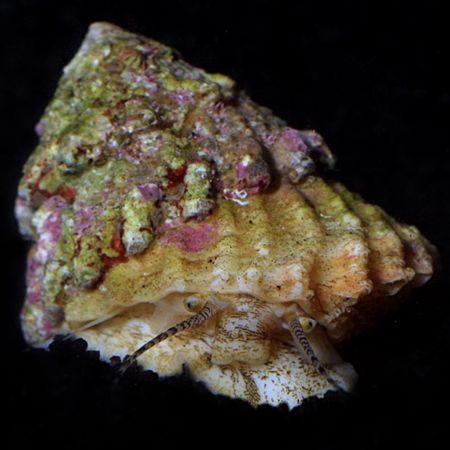 Astrea (Spiny shell slak)