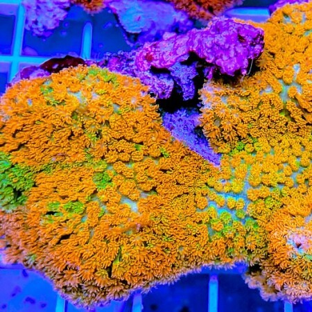 Bernardpora Stutchburyi (Yellow-Orange) M (Ong. 6-7 cm)