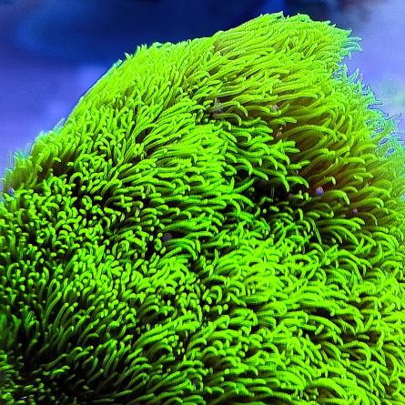 Briareum spp Ultra Toxic Green (Starpoliep) S (Ong. 4-5 cm)