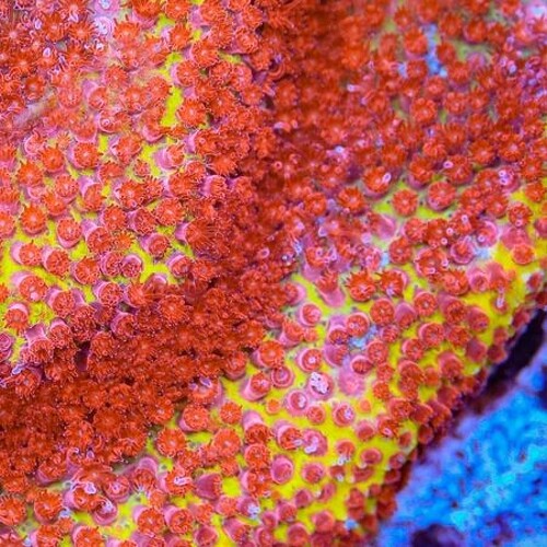 Burning Banana Stylocoeniella M (Ong. 6-7 cm)