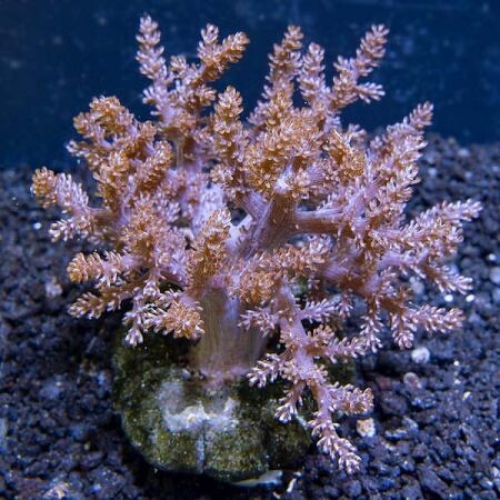 Capnella Kenia Tree Roze XXL (Ong. 25 cm)