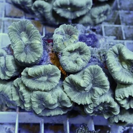Caulastrea Groen L (10-12 koppen)
