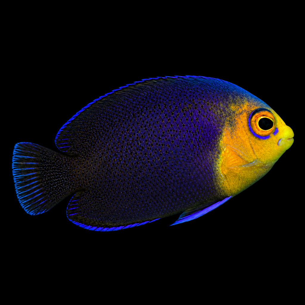 Centropyge argi (Pygmy Angelfish) L