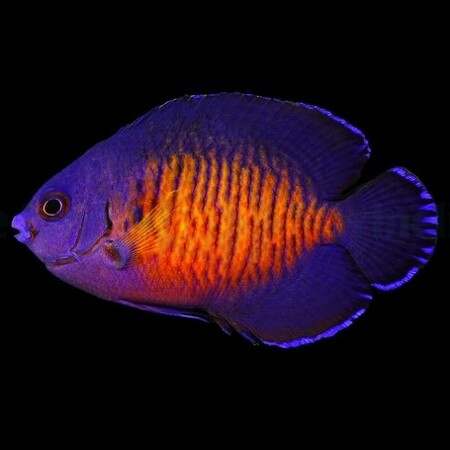 Centropyge bispinosa M - Tank Bred
