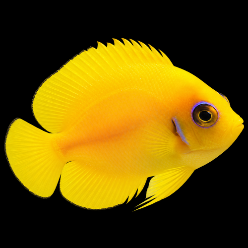Centropyge flavissima (Lemonpeel angelfish) L
