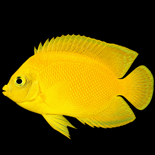 Centropyge heraldi (Yellow Angelfish) M