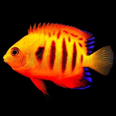 Centropyge loricula (Vlamengeltje) M