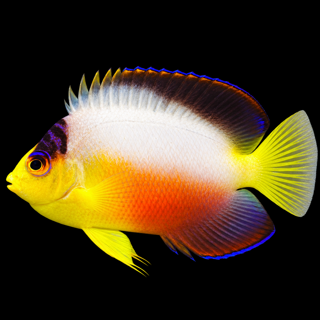 Centropyge multicolor (Multicolor Angelfish) L
