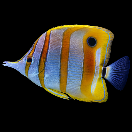 Chelmon rostratus &ndash; Koperbandvlindervis L