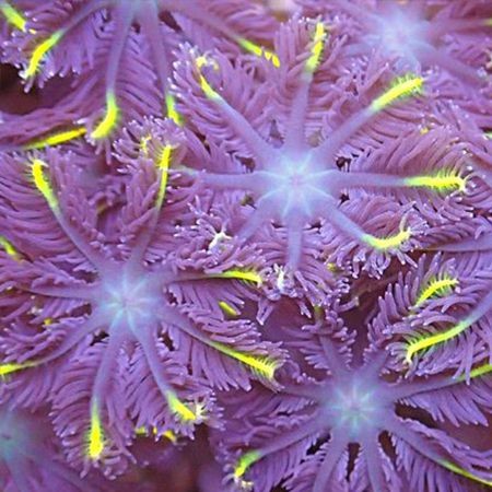 Clavularia spp (Gold Stripe) L (12-15 poliepen)