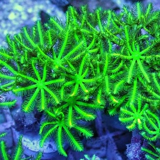 Clavularia spp (Ultra Neon Green) XL (10-11 poliepen)