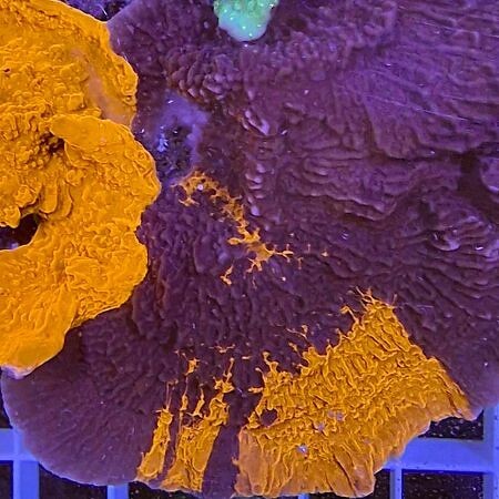 Crafted Montipora Blauw / Rood L (Ong. 8-9 cm)