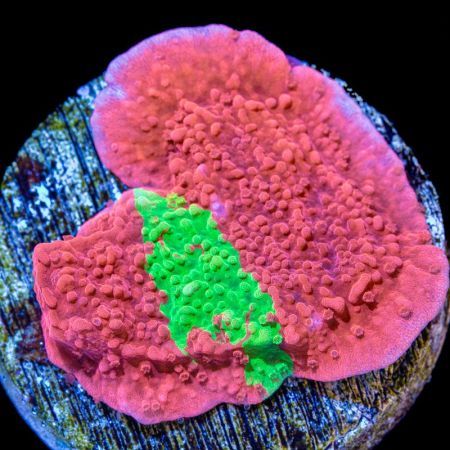 Crafted Montipora Groen / Rood L (Ong. 8-9 cm)