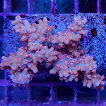 Cyphastrea Decadia Frag (Ong. 2 - 3 cm)
