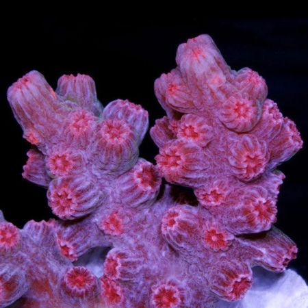 Cyphastrea Strawberry Takvormig S (Ong. 4-5 cm)